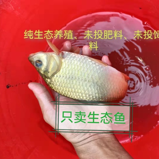 忠县鲫鱼