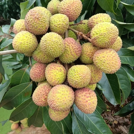 阳西县阳西，妃子笑荔枝