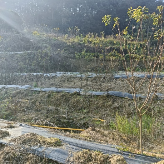 重庆市巴南丰盛68亩果园出租，55亩果园带13亩鱼塘，租金4万