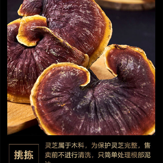 亳州金边灵芝西藏金边灵芝大金边小金边一手货源批发量大从优可包邮