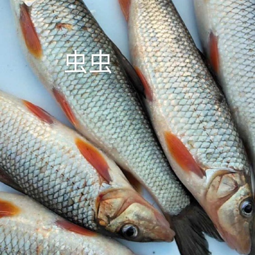 黑河棍子鱼，虫唇鱼，牙罗鱼草虾味美价廉