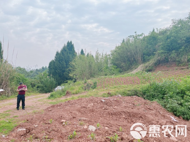 高山村厂房建设用地，500亩，在高速下道口，距离高速1公里