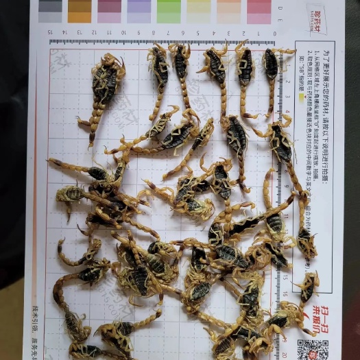 蠡县干蝎