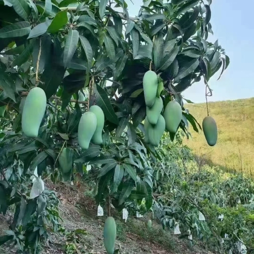 思茅版纳大青芒果