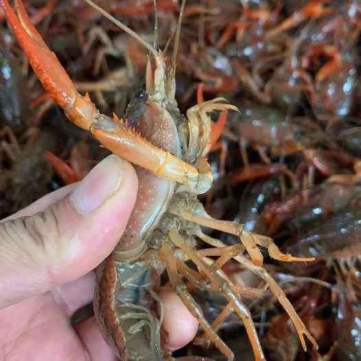 洪湖市深水虾中青，青壳白底，肉质好