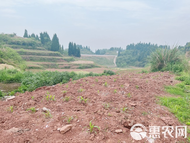 高山村厂房建设用地，500亩，在高速下道口，距离高速1公里