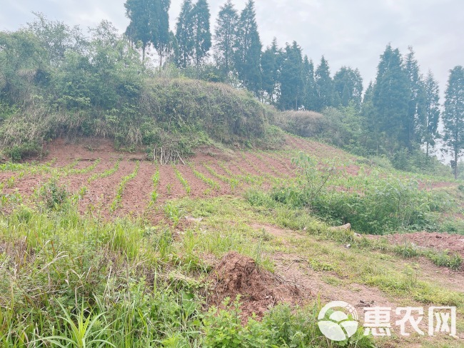 高山村厂房建设用地，500亩，在高速下道口，距离高速1公里