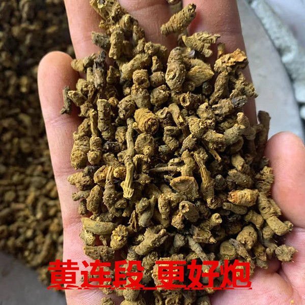 黄连段鸡爪黄连茶泡水黄莲黄连超细黄连段包邮