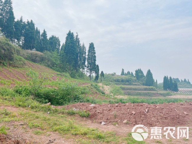 高山村厂房建设用地，500亩，在高速下道口，距离高速1公里