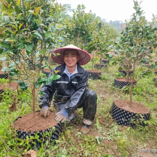 莘县控根容器  控根器pvc材料加厚育苗容器盆景绿化园林