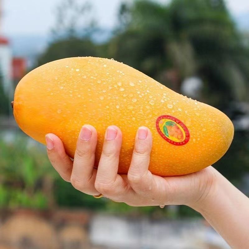 广西热带水果金煌芒/抖音/快手/各大电商平台一件代发