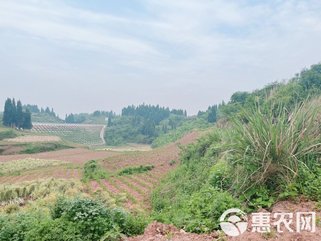 高山村厂房建设用地，500亩，在高速下道口，距离高速1公里