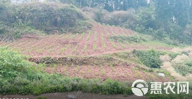 高山村厂房建设用地，500亩，在高速下道口，距离高速1公里