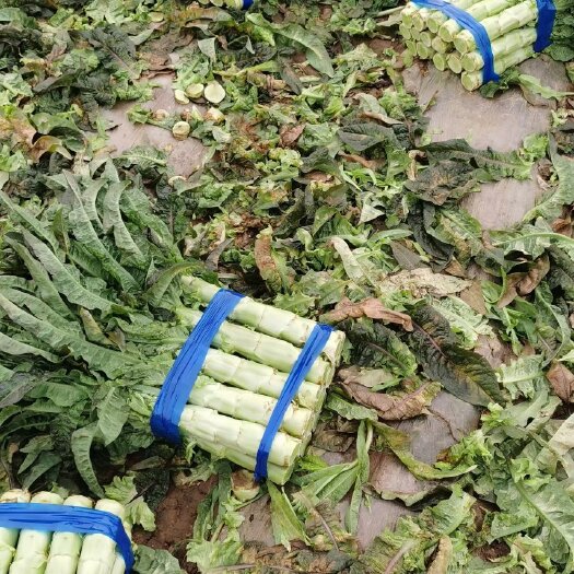 通许县红叶莴笋大量上市，不出花，无空心，产地直销。