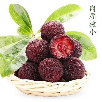 靖州县靖州县杨梅之乡，乌梅