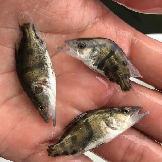 广州淡水优质鱼苗 桂花鱼苗 鳜鱼苗 桂花鱼 淡水鱼苗水产养殖