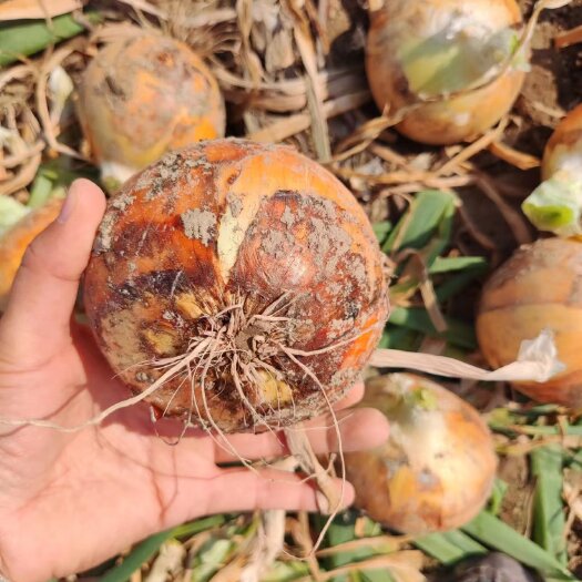 菏泽2024黄皮洋葱大量供应，市场电商边贸加工厂等