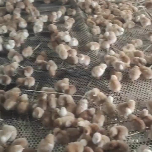 兴平市鸡苗