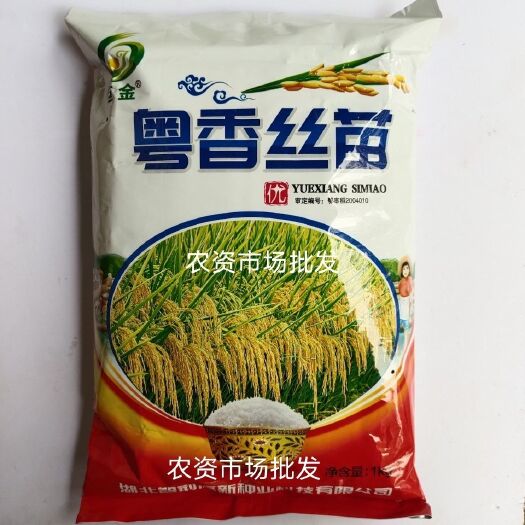 长沙粤香丝苗水稻种子 谷种常规种 优质水稻种米质好高产丝苗米