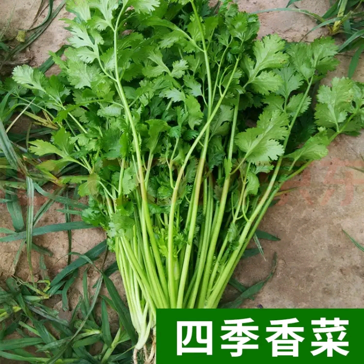 意大利香菜