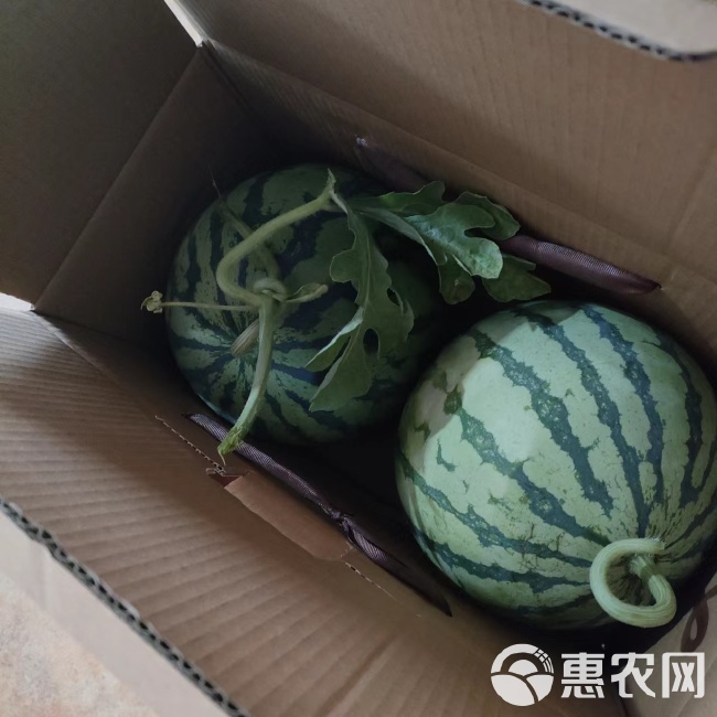 南汇8424原苗黑籽，高端精品，上海大部分区域可送，免费