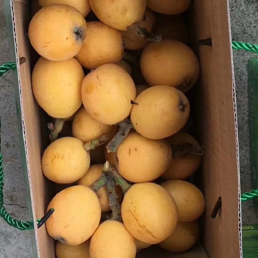 象山县白沙枇杷