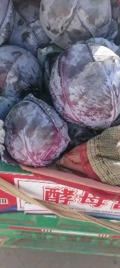 邯郸精品紫甘蓝大量上市，产地直发，新鲜采摘，欢迎各地商客联系