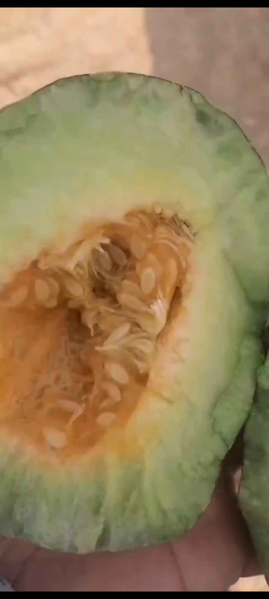 饶阳博洋甜瓜  口感酥脆香甜  产地直销  一手货源诚信代办