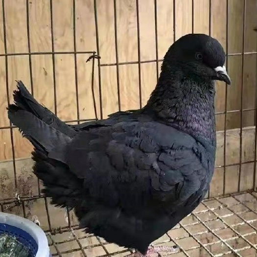 大连优质观赏鸽公母混合一对 成年大体鸽肉鸽现货直销 活体