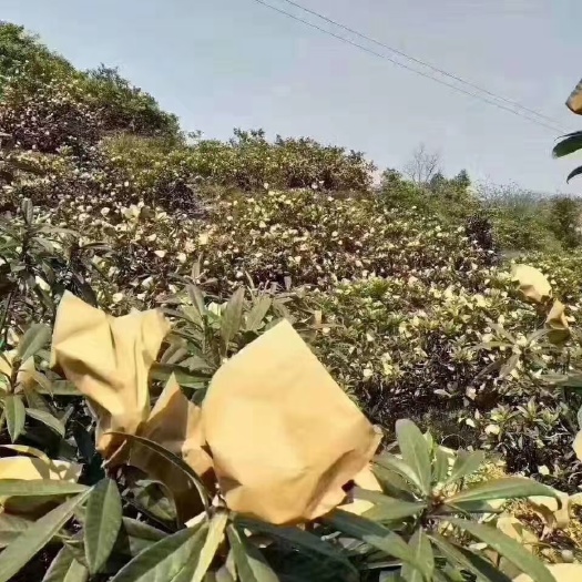 宁海县统货白枇杷