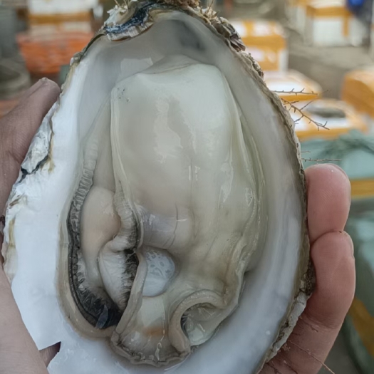 佛山珠海排底蚝