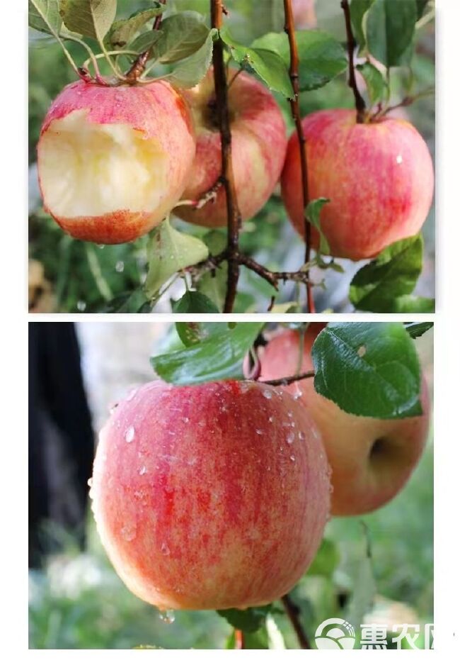 冰糖心丑苹果10/5斤当季水果脆甜红富士苹果整箱包邮