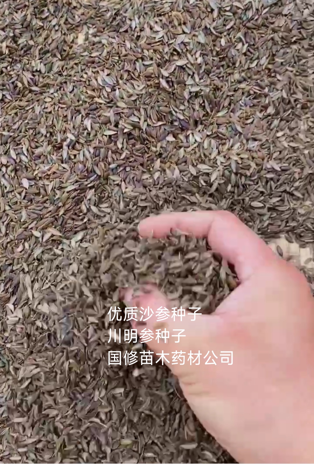 2025年新川明参沙参种子 四川沙参种子川明参种子种苗批零售