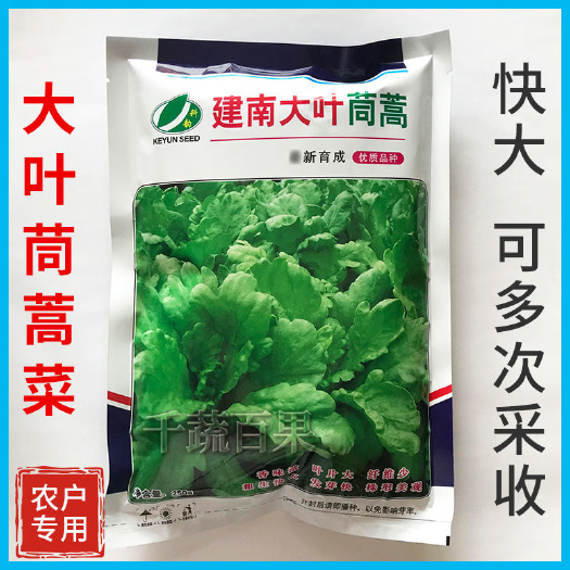 建南大叶茼蒿菜籽种蓬蒿菜种籽子农家青菜蔬菜种孑皇帝菜种