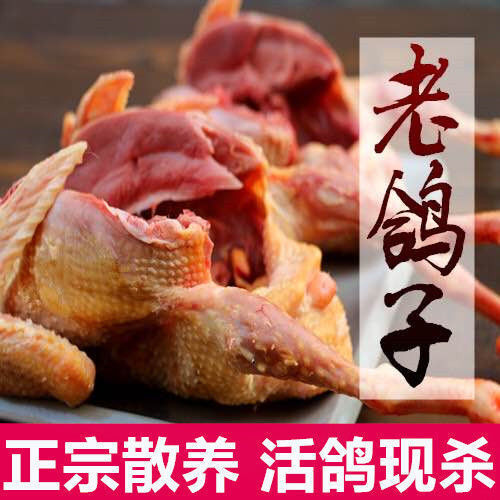 【24小时内发货】鸽子 乳鸽农家杂粮散养土鸽子肉