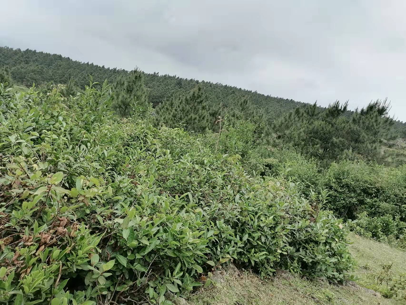 钦州高山自摘天然绿茶