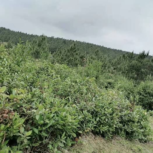 高山自摘天然绿茶