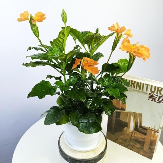 广州鸟尾花盆栽带花苞发货