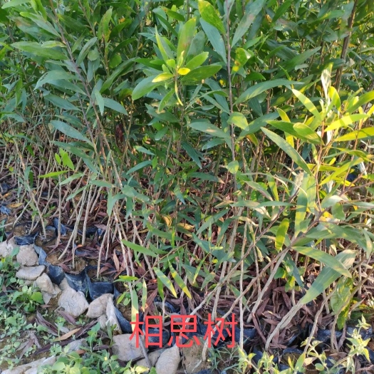 惠东县相思树苗小叶相思树