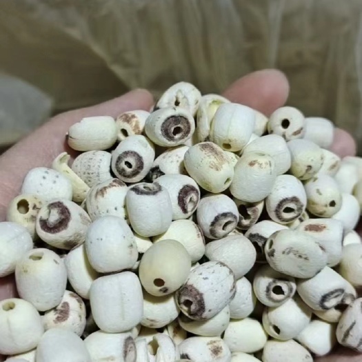 湘潭县磨皮白莲子 机器去芯规格齐全全国发货量大从优