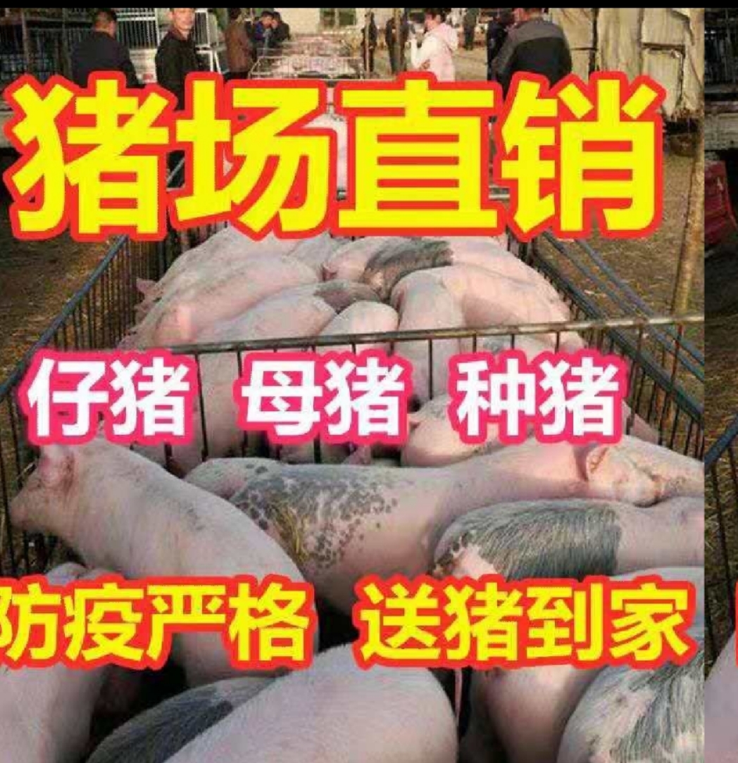 沂水县杜洛克仔猪  山东杜洛克猪苗批发。10-60斤。合作社批发。
