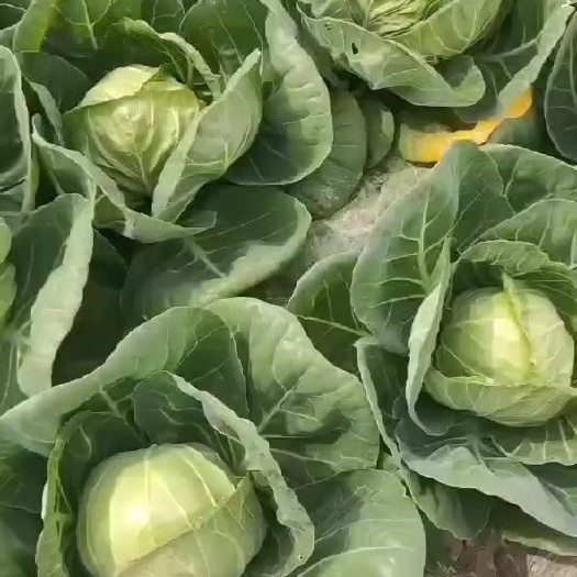 洪洞县精品甘蓝上市！产地直发！