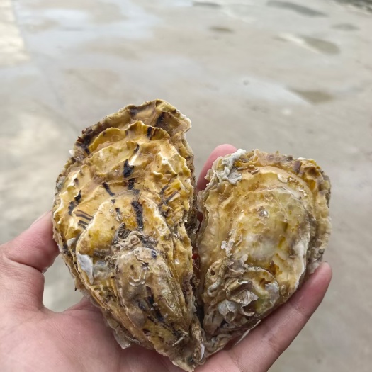 佛山三倍体生蚝，常年肉质饱满，可烤 可蒸可生吃