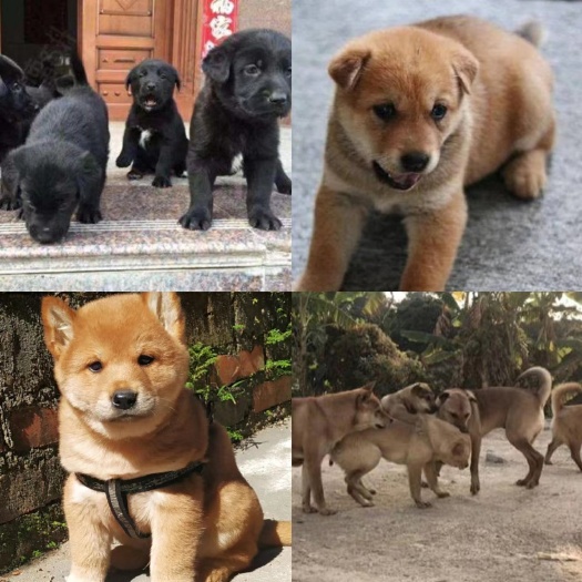 郓城县土狗苗活体幼崽广西土狗苗养殖包技术