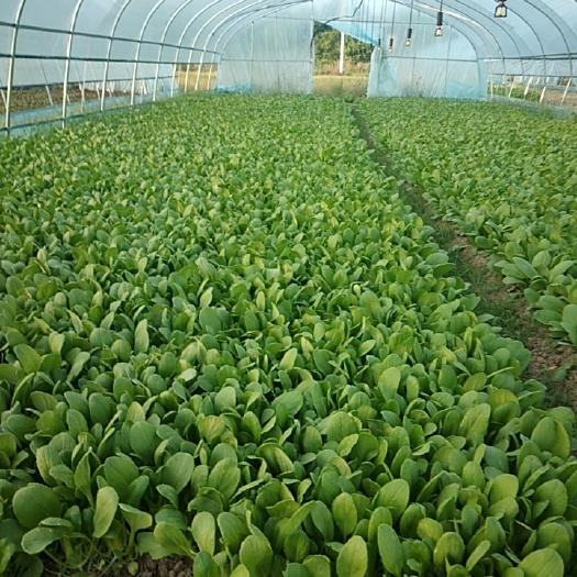上海鸡毛菜