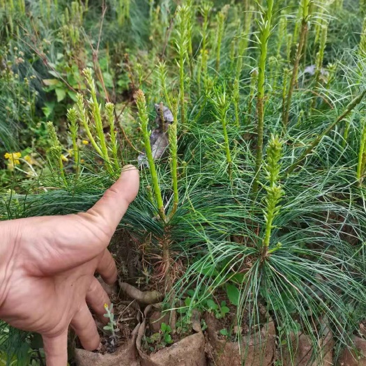 华山松苗，华山松杯苗。高度20到35。