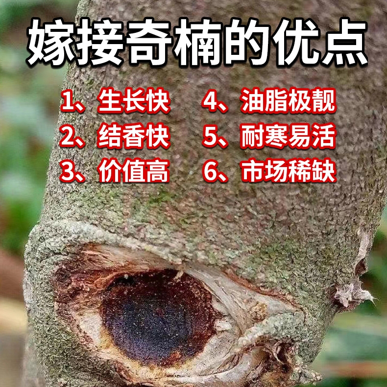 正宗名贵绿奇楠沉香树苗一代棋楠母树嫁接苗场直发原土带叶