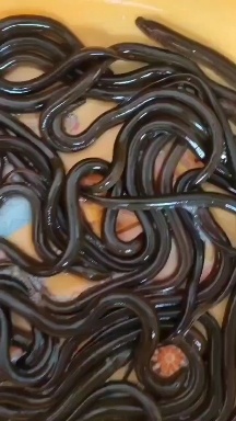 绍兴黄鳝，假一赔十