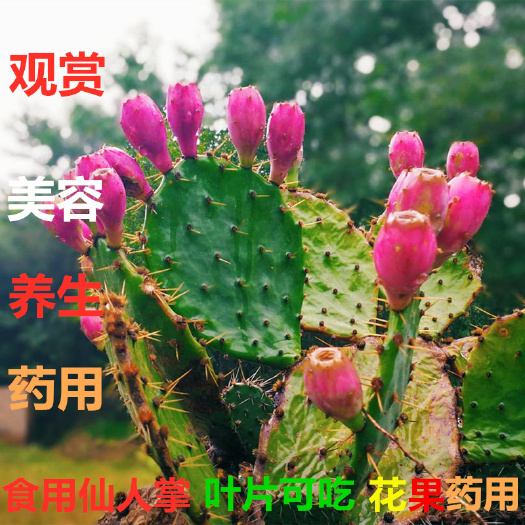 泌阳县仙人掌苗会开花结果的仙人掌多肉植物果和花药用农家基地直销