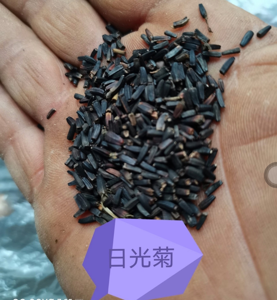 林州市曰光菊种子